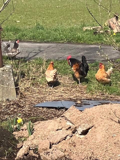 Broedeieren Brakelse/Brabantse kippen, Animaux & Accessoires, Volatiles