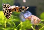 Raszuivere guppy's, Dieren en Toebehoren, Vissen | Aquariumvissen, Vis, Zoetwatervis, Schoolvis