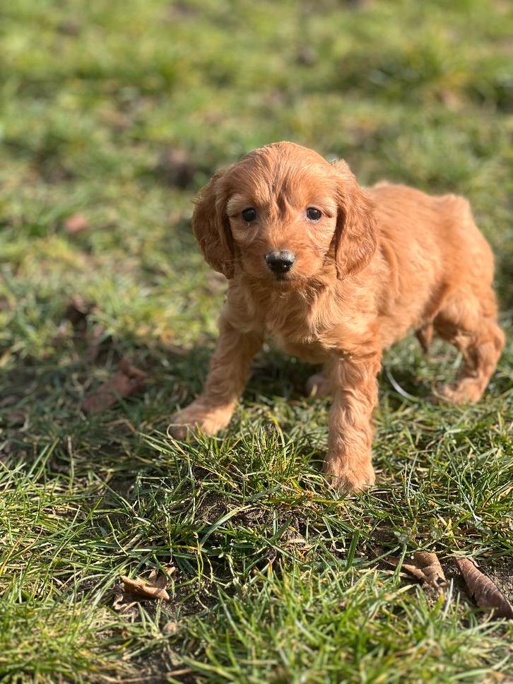 De magnifiques chiots Cockapoo sont nés chez nous !, Animaux & Accessoires, Chiens | Sans pedigree, Taille moyenne, Plusieurs animaux