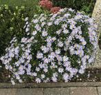 Aster - plante vivace, Enlèvement, Plante fixe, Autres espèces, Plein soleil