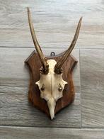 Crâne bois de chevreuil, Collections, Enlèvement ou Envoi, Utilisé, Cerf, Crâne