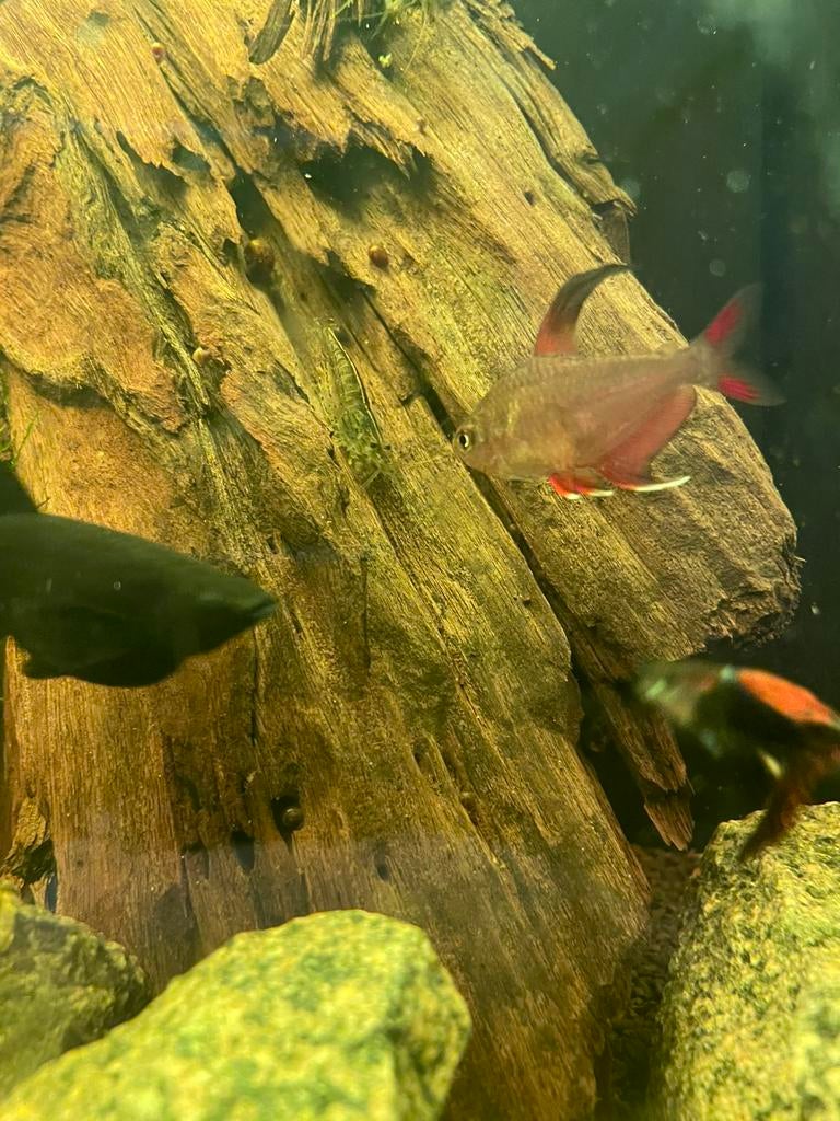 Roze tetra’s 🐠, Dieren en Toebehoren, Vissen | Aquariumvissen, Vis, Zoetwatervis, Schoolvis