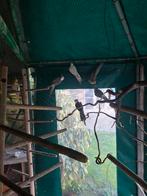 Valkparkieten, Meerdere dieren, Parkiet