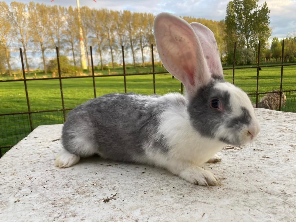 Vlaamse reuzen, Mâle