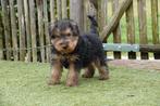 Prachtige Welsh Terriër Pups (ouders aanwezig), Dieren en Toebehoren, Honden | Jack Russells en Terriërs, Parvo, België, Overige rassen