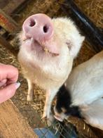 3 broertjes die samen een thuis zoeken €150 voor de 3, Dieren en Toebehoren, Schapen, Geiten en Varkens