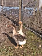Koppel of trio bruine boerenganzen, Animaux & Accessoires, Volatiles, Plusieurs animaux, Oie ou Cygne