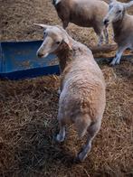 Moutons à vendre, Animaux & Accessoires, Mouton