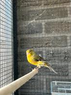 Timbrado man geringd 2025, Dieren en Toebehoren, Vogels | Kanaries, Mannelijk, Zangkanarie