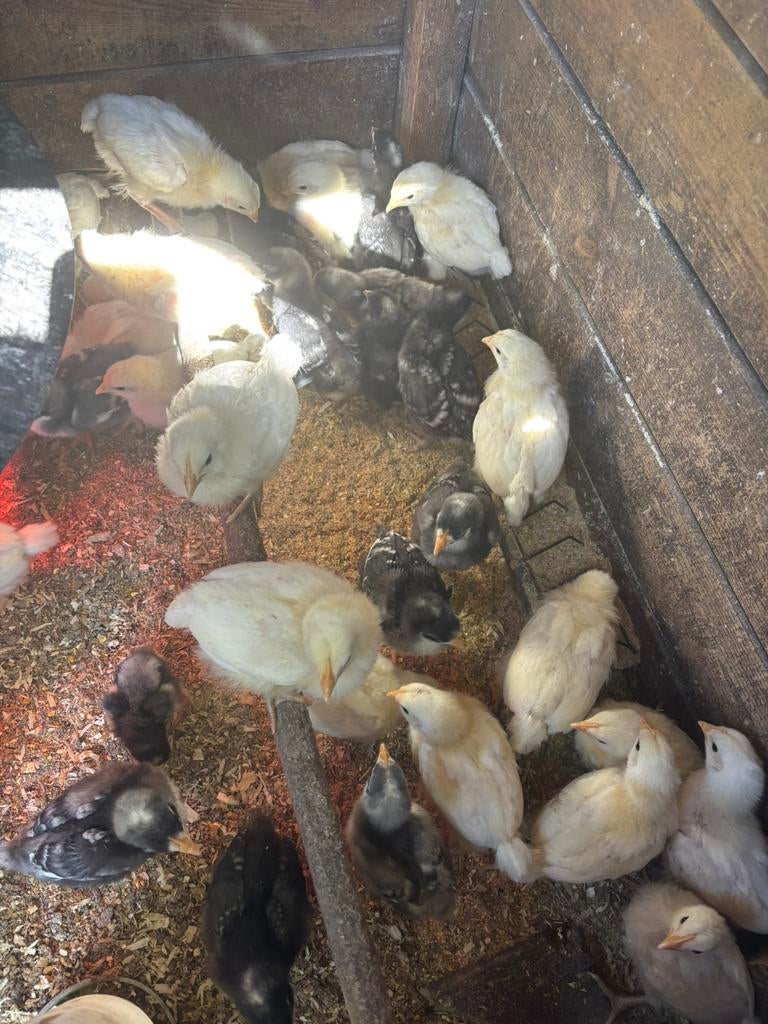 Kuikens Mechelse koekoek, Sexe inconnu, Poule ou poulet