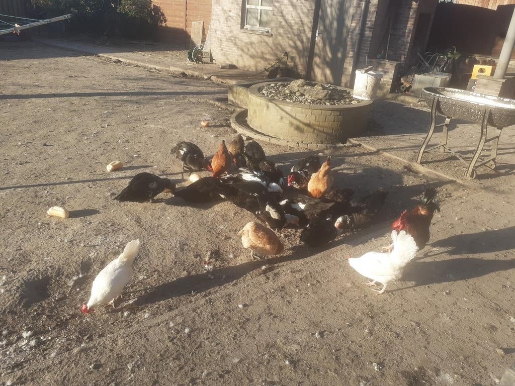 Canards de Barbarie, Animaux & Accessoires