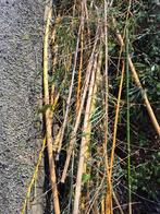 Bamboestokken, Enlèvement