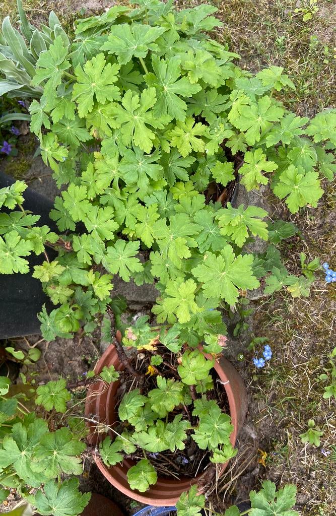 Vaste planten, kruiden, struiken, bomen: zie foto’s /info, Tuin en Terras, Planten | Tuinplanten, Ophalen, Vaste plant, Kruiden