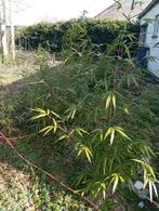 Bamboe planten 7 stuks gratis, Tuin en Terras, Ophalen