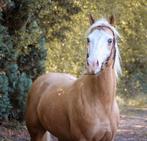 Palomino Paint brun, Hongre, Débourré