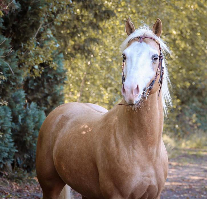 Palomino Paint ruin, Dieren en Toebehoren, Paarden, Ruin, Zadelmak