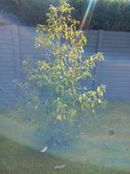 2 laurierkersbomen te koop, Ophalen