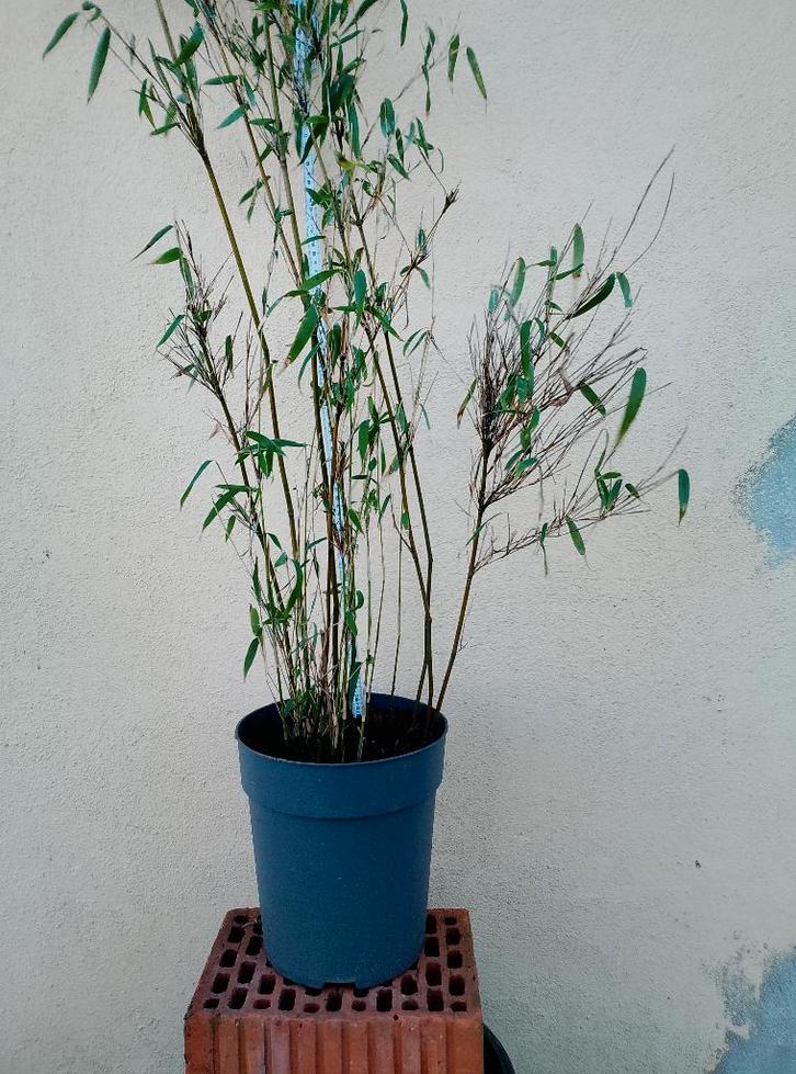 Bamboe Fargesia 'Superjumbo' woekert absoluut NIET!, Jardin & Terrasse, Plantes | Arbustes & Haies, Haie, Bambou, 100 à 250 cm