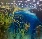 Poissons xiphophorus, Animaux & Accessoires, Poisson, Poisson d'eau douce