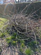 Gratis: snoeihout, brandhout, hout van vijgenboom., Doe-het-zelf en Bouw, Ophalen