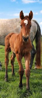 Veulens, Dieren en Toebehoren