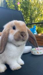 2 konijntjes met toebehoren, Meerdere dieren, Klein, Hangoor, 0 tot 2 jaar