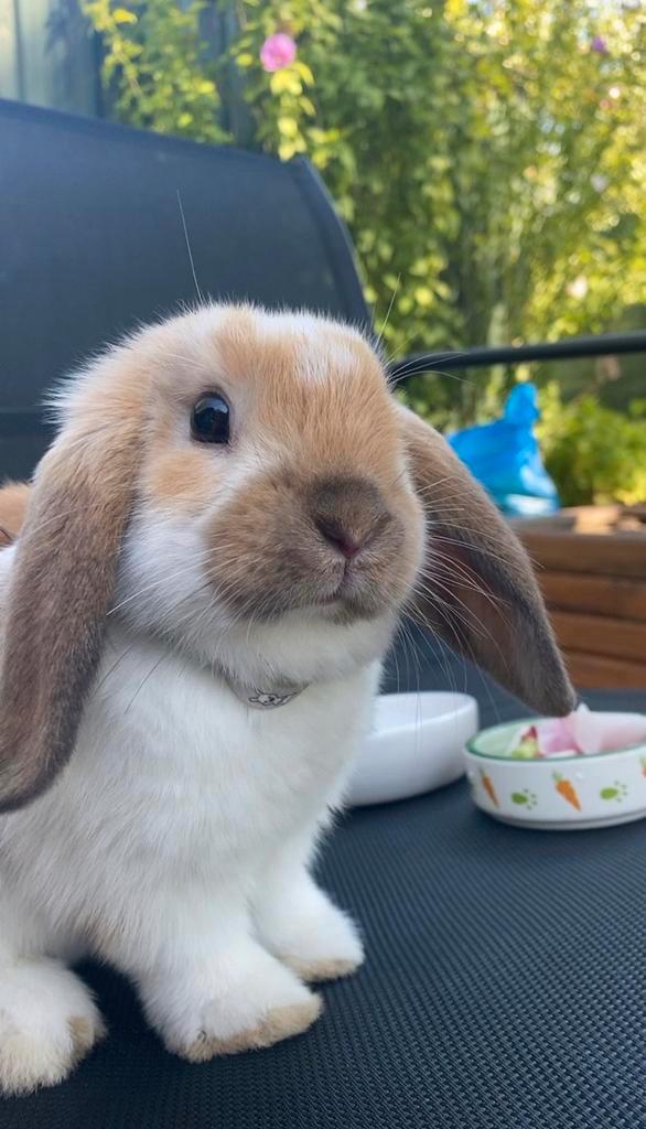 2 konijntjes met toebehoren, Animaux & Accessoires, Lapins, Petit, Plusieurs animaux, 0 à 2 ans, Oreilles tombantes