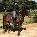 Leuke merrie te koop, B, Avec pedigree, 160 à 165 cm, Cheval de récréation