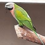 Rozeborst baardparkiet, Animaux & Accessoires, Oiseaux | Perruches & Perroquets, Femelle, Perruche, Bagué