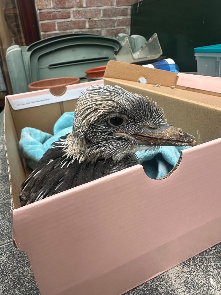 KOOKABURRA Jong EIGEN KWEEK 2026, Handopfok of natuurbroed., Dieren en Toebehoren, Vogels | Overige Vogels, Tropenvogel, Tam, Geringd