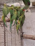 Jonge halsbandparkieten alexanderparkiet, Dieren en Toebehoren