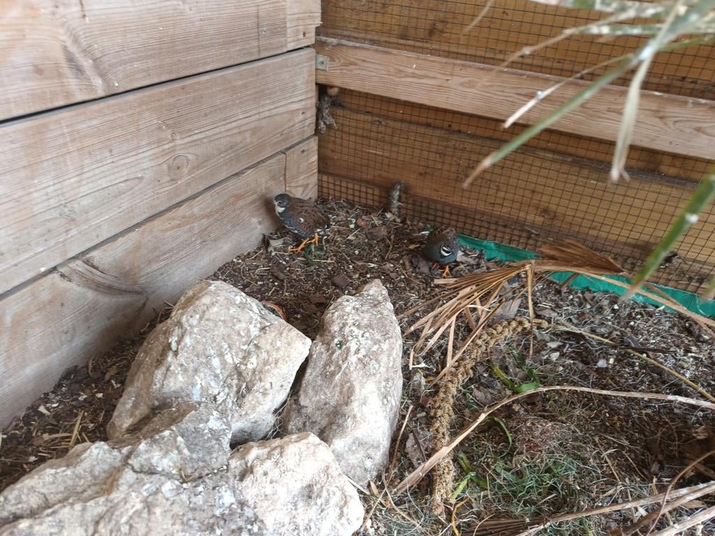 Kwartel, Dieren en Toebehoren, Vogels | Overige Vogels, Mannelijk