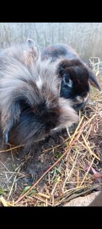 2 lieve hangoorkonijntjes (voedsters), Dieren en Toebehoren, Groot