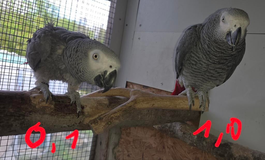 Grijze Roodstaart Koppel 2017