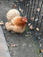Cochin hen, Dieren en Toebehoren, Pluimvee, Vrouwelijk, Kip