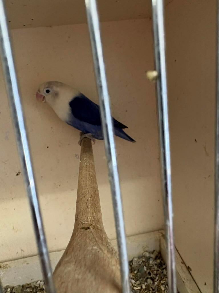 pêcheries, Plusieurs animaux, Perroquet nain ou Inséparable, Bagué