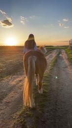 Verzorgpony gezocht, Animaux & Accessoires, Enlèvement