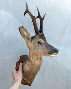 Hertekop, ree met gewei - taxidermie, Ophalen of Verzenden, Gebruikt, Hert, Gewei of Kop