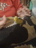 Grasparkiet voor handopfok, Dieren en Toebehoren, Vogels | Parkieten en Papegaaien, Geslacht onbekend, Parkiet, Tam