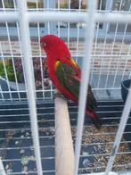 Geelmantellori, Dieren en Toebehoren