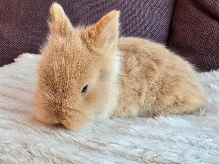 Teddy dwerg voedster (gereserveerd), Dieren en Toebehoren, Konijnen, Dwerg, Vrouwelijk, 0 tot 2 jaar