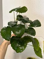 Aquarium plant, Enlèvement, Plante(s), Pierre ou Bois