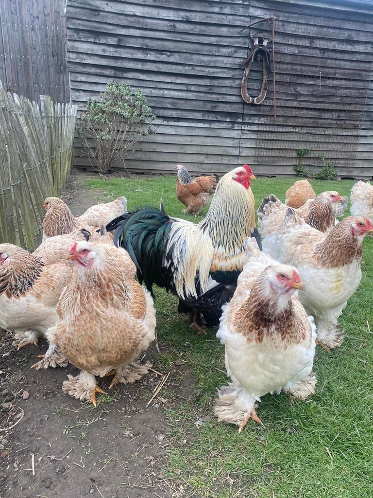 Œufs à écloser/poussins Brahma Salmon, Sexe inconnu, Poule ou poulet