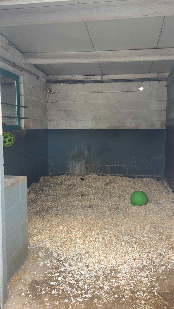 Stal te huur, Animaux & Accessoires, Box & Pâturages