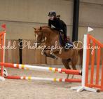 Mooie D sportpony, Dieren en Toebehoren, Pony's