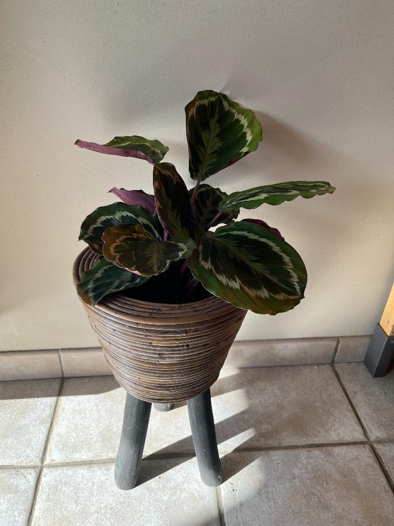 Mooie bloempot met Calathea, Ophalen