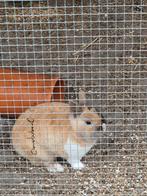 Manelijk dwergkonijntje. 2 jaar oud, Dieren en Toebehoren, Februari, Mannelijk, Tam