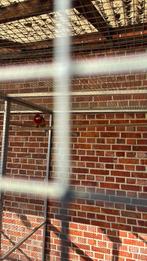 Rosella, Dieren en Toebehoren, Vogels | Overige Vogels