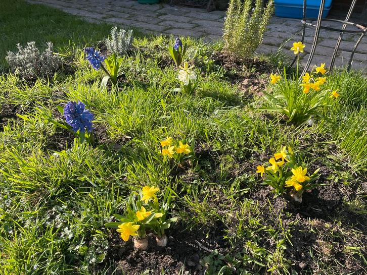 Service de jardinage et bucheronnage, Diensten en Vakmensen, Tuinmannen en Stratenmakers, Hekwerk of Schuttingen, Tuinonderhoud of Snoeiwerk