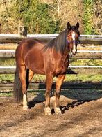 Freiberger ruin 4 jaar, Hongre, Débourré, Avec pedigree, 160 à 165 cm